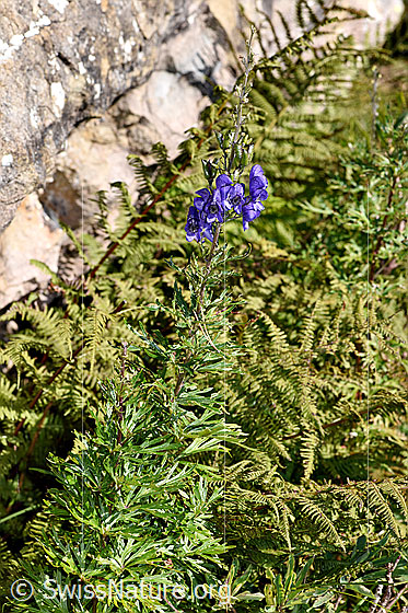 Photo: Aconitum napellus ssp. Vulgare. Whole plant (habiti).