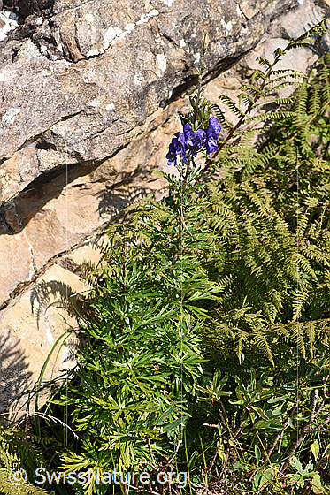 Photo: Aconitum napellus ssp. Vulgare. Whole plant (Habiti).
