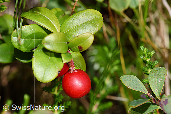 Vaccinium vitis-idaea