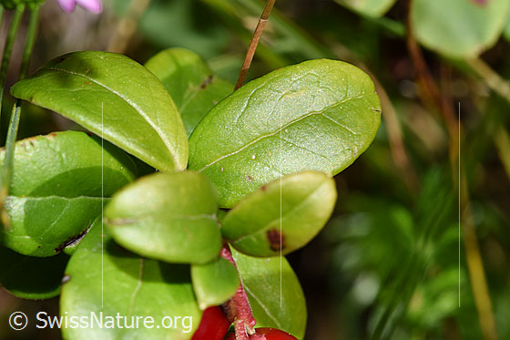 Photo: Vaccinium vitis-idaea. Leaves. Leaf top.