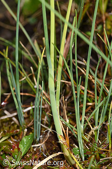 Photo: Allium schoenoprasum. Stem.