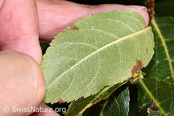 Photo: Sorbus chamaemespilus. Leaf underside.