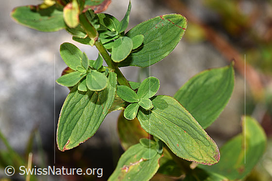 Photo: Hypericum maculatum. Leaves and stem.