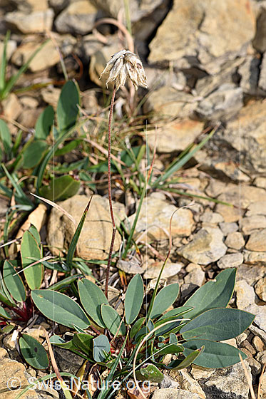 Photo: Anthyllis vulneraria ssp. Alpestris. Whole plant (habiti).