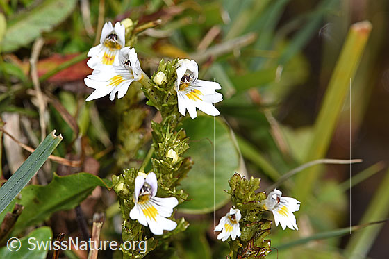 Photo: Euphrasia rostkoviana. Blossoms.