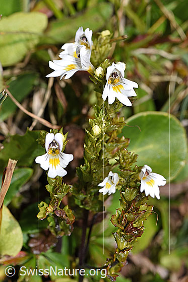 Photo: Euphrasia rostkoviana. Whole plant (habiti).