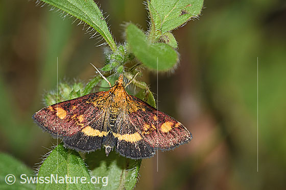 Photo: Pyrausta aurata. Wings open. View from above.