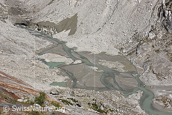 Foto: Gletschervorfeld des Fieschergletschers.