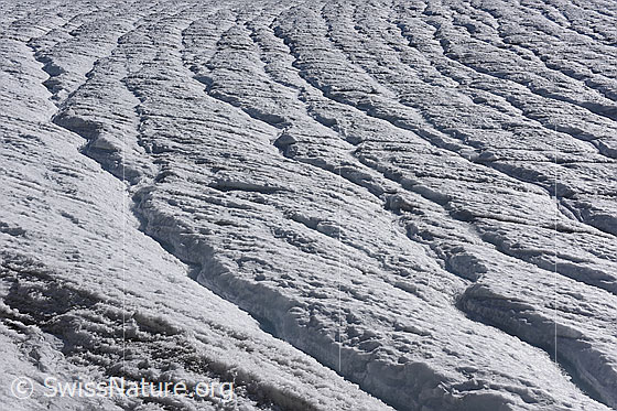 Foto: Supraglaziale Schmelzwasserkanäle auf spaltenlosem Gletschereis.