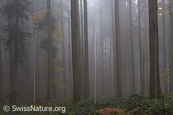 Foto: Nebelstimmung im herbstlichen Mischwald.