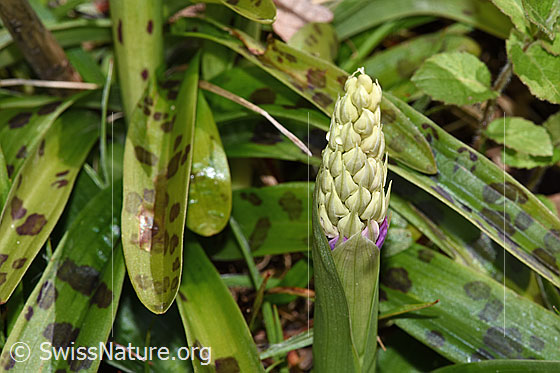 Foto: Männliches Knabenkraut (Orchis mascula). Blütenstand. Die Blüten sind noch nicht geöffnet.