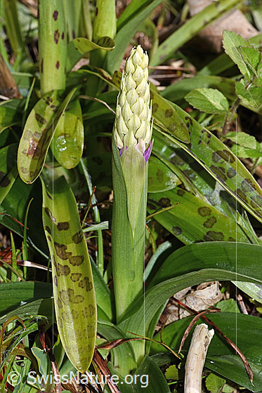Foto: Männliches Knabenkraut (Orchis mascula). Blütenstand. Die Blüten sind noch nicht geöffnet.