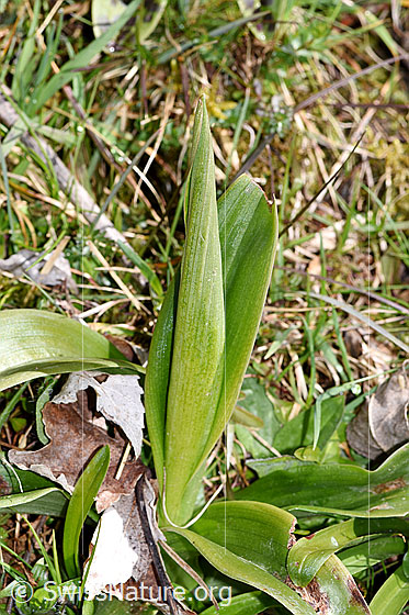 Foto: Männliches Knabenkraut (Orchis mascula). Im Innern des senkrechten Blattes ist der Blütenstand bereits zu erkennen.