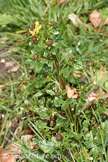 Foto: Wahrscheinlich Gemeine Winterkresse (Barbarea vulgaris). Ganze Pflanze (Habitus).