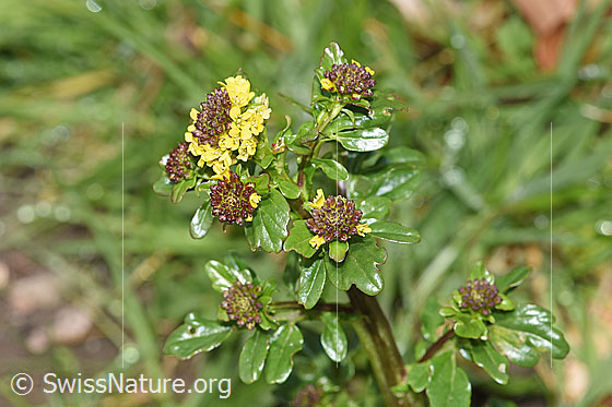 Foto: Wahrscheinlich Gemeine Winterkresse (Barbarea vulgaris). Blüten.
