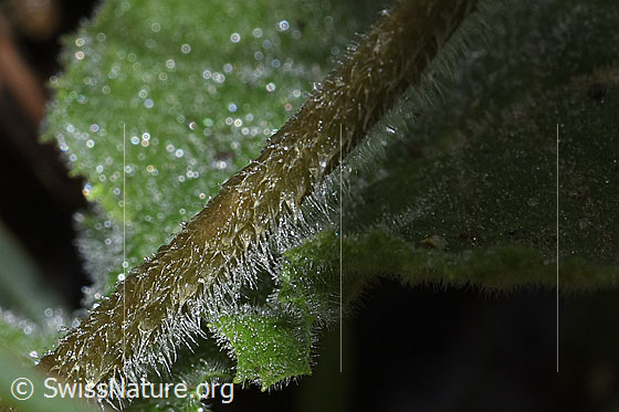 Photo: Primula elatior. Stem.