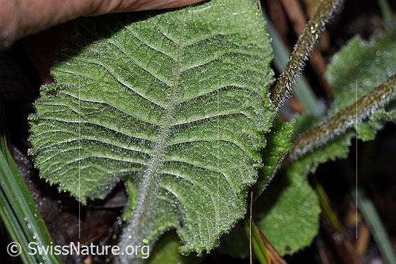 Photo: Primula elatior. Leaf underside.