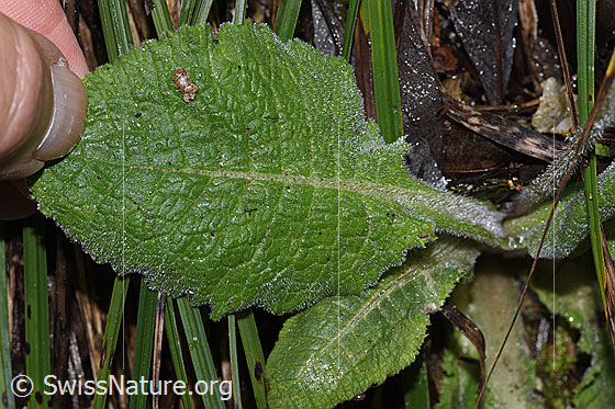 Photo: Primula elatior. Leaf top.