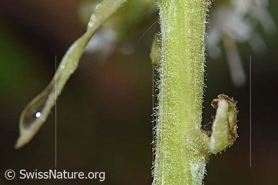 Foto: Weisse Pestwurz (Petasites albus). Stängel.