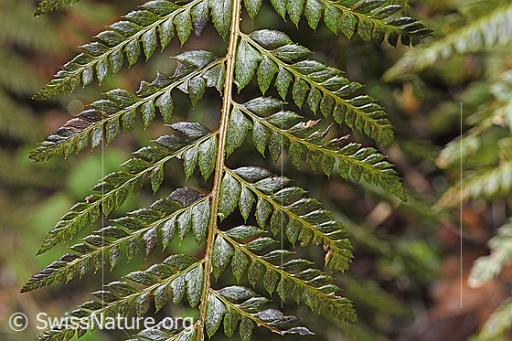 Foto: Gelappter Schildfarn (Polystichum aculeatum). Blattspreite. Oberseite.