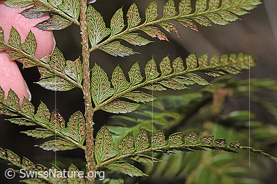 Foto: Gelappter Schildfarn (Polystichum aculeatum). Blattspreite und Sori. Blattunterseite.