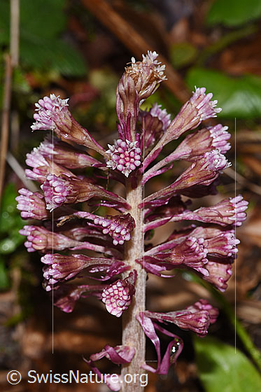 Rote Pestwurz (Petasites hybridus)