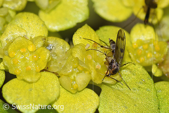 Foto: Wahrscheinlich Pilzmücke der Gattung Mycetophila auf Wechselblättrigem Milzkraut (Chrysosplenium alternifolium). Ansicht von schräg vorne.