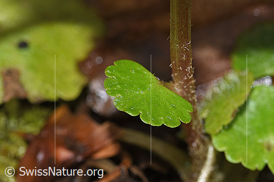 Photo: Chrysosplenium alternifolium. Leaf and stem.