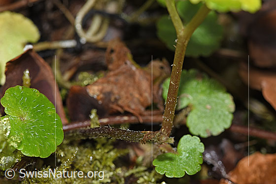 Foto: Wechselblättriges Milzkraut (Chrysosplenium alternifolium). Blätter und Stängel.