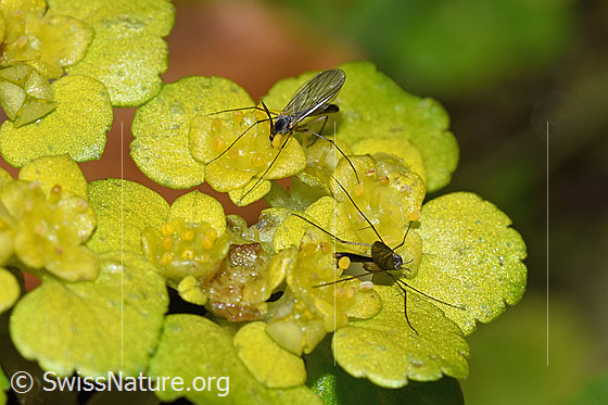 Foto: Pilzmücken der Gattung Exechia auf Wechselblättrigem Milzkraut (Chrysosplenium alternifolium). 