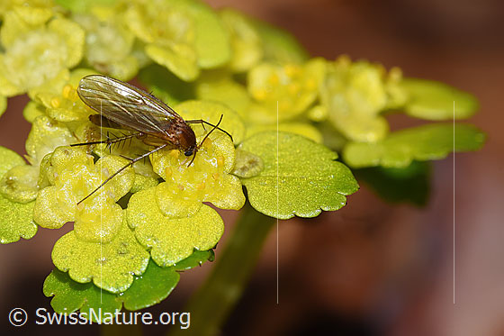 Foto: Wahrscheinlich Pilzmücke der Gattung Mycetophila auf Wechselblättrigem Milzkraut (Chrysosplenium alternifolium). Ansicht von der Seite.