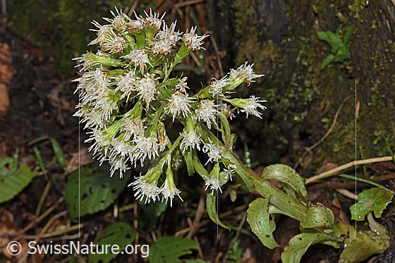 Photo: Petasites albus. Inflorescence.