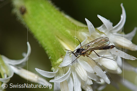 Pilzmücke der Gattung Exechia auf Weisser Pestwurz (Petasites albus)