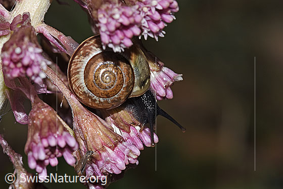 Foto: Gefleckte Schnirkelschnecke (Arianta arbustorum) auf Roter Pestwurz (Petasites hybridus). Durchmesser: 15mm. Ansicht von der Seite.