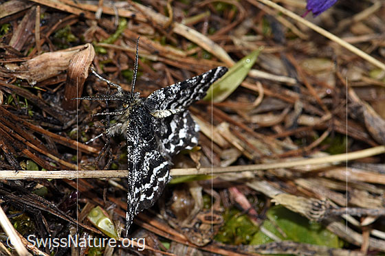 Foto: Vermutlich Bärentrauben-Bänderspanner (Macaria carbonaria). Spannweite: 21mm. Ansicht von vorne.