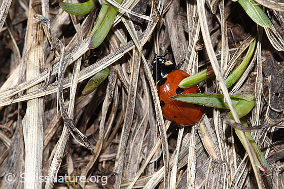 Foto: Siebenpunkt-Marienkäfer (Coccinella septempunctata). Ansicht von schräg oben.