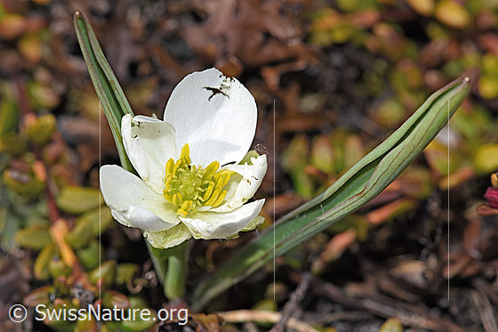 Foto: Pyrenäen-Hahnenfuss (Ranunculus kuepferi). Blüte und Blätter.
