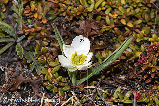 Photo: Ranunculus kuepferi. Whole plant (habiti).