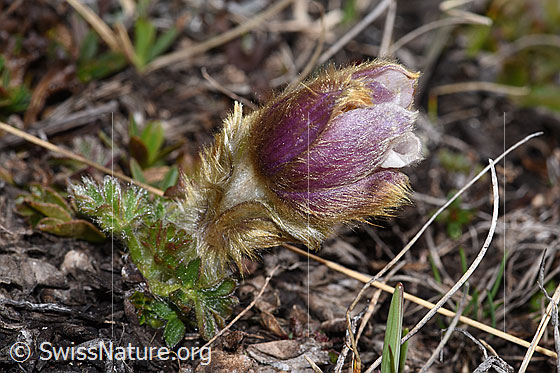 Foto: Frühlings-Anemonen (Pulsatilla vernalis). Ganze Pflanze (Habitus).