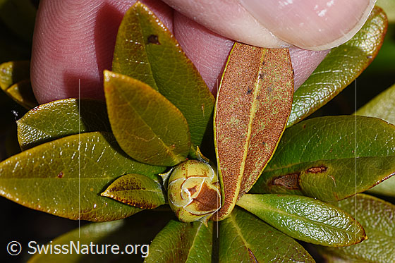 Foto: Rostblättrige Alpenrose (Rhododendron ferrugineum). Knospe und Blätter. Blattunterseite.