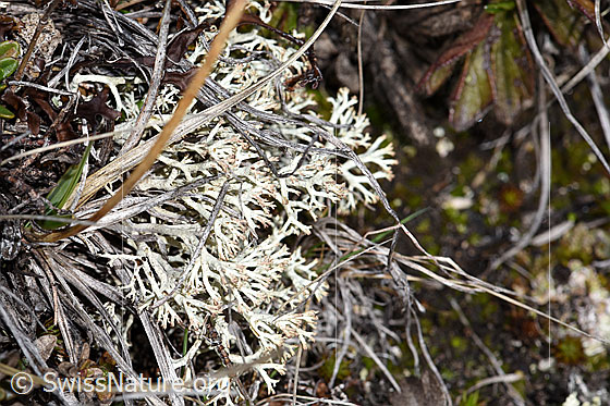 Echte Rentierflechte (Cladonia rangiferina)