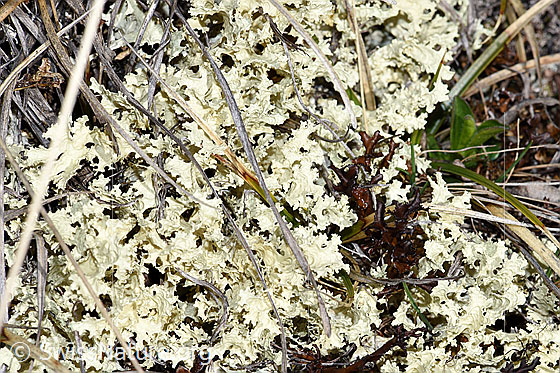 Wacholder-Fuchstöter (Vulpicida juniperinus)
