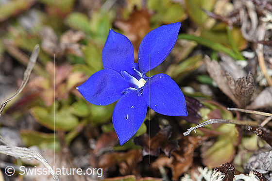 Photo: Gentiana schleicheri. Blossom.