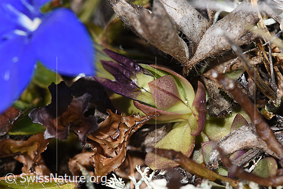 Photo: Gentiana schleicheri. Calyx and leaves.