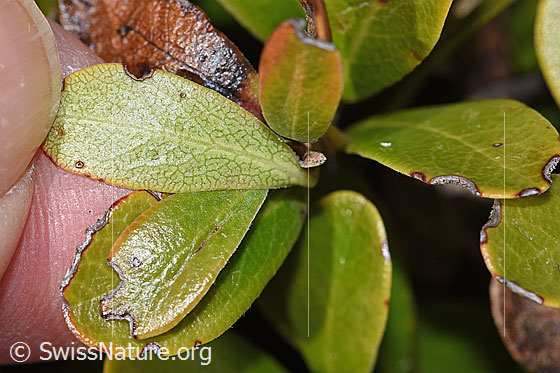 Foto: Immergrüne Bärentraube (Arctostaphylos uva-ursi). Blattunterseite.