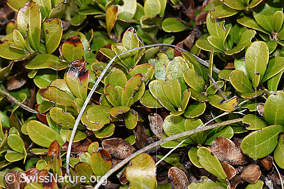 Photo: Arctostaphylos uva-ursi. Leaves.