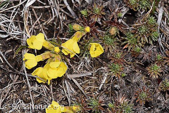 Foto: Goldprimel (Androsace vitaliana). Blüten und Blattrosetten.