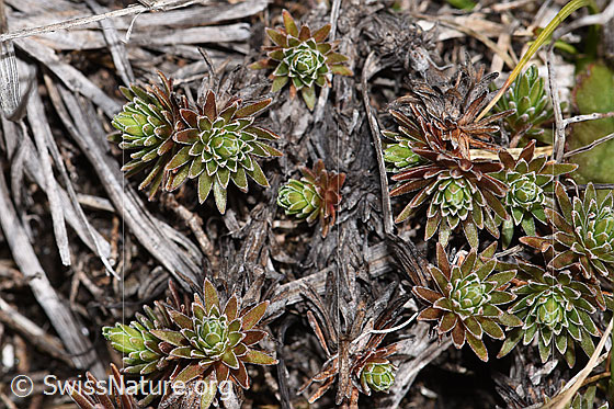 Foto: Goldprimel (Androsace vitaliana). Blattrosetten.