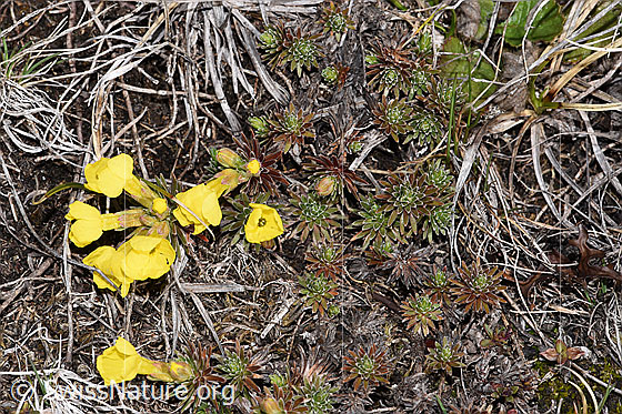 Foto: Goldprimel (Androsace vitaliana). Ganze Pflanze (Habitus).