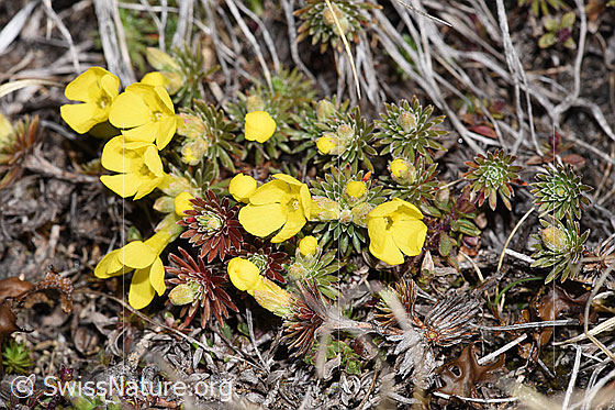 Foto: Goldprimel (Androsace vitaliana). Ganze Pflanze (Habitus).